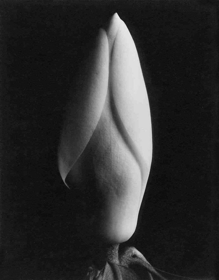 Magnolia Bud, 1920s, printed ca. 1960s,