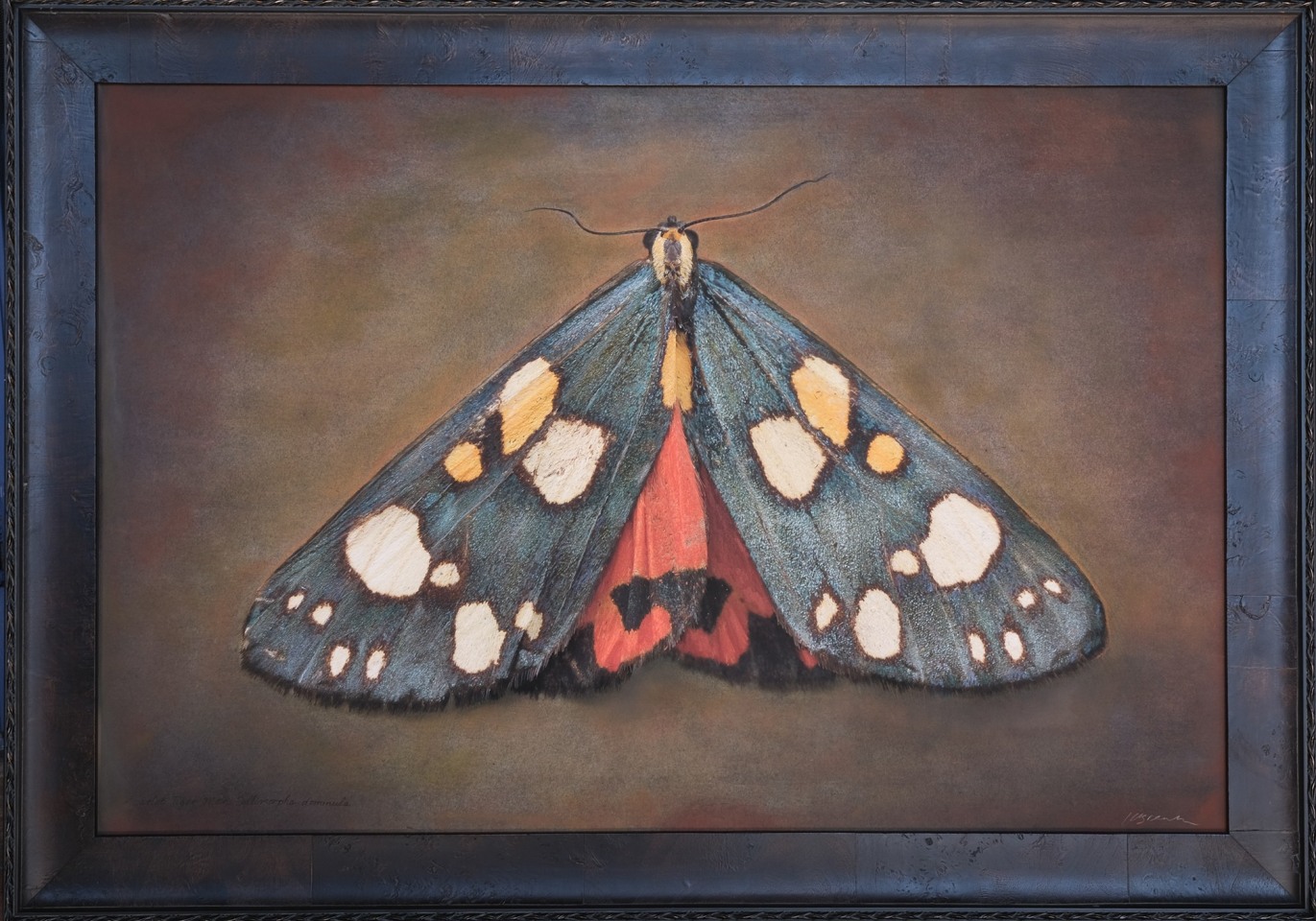 Callimorpa dominula, Scarlet Tiger Moth, 2025