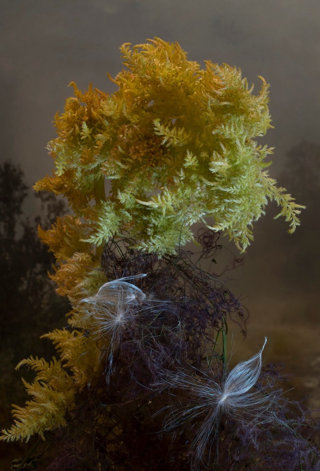 Celosia Cristata, 2023