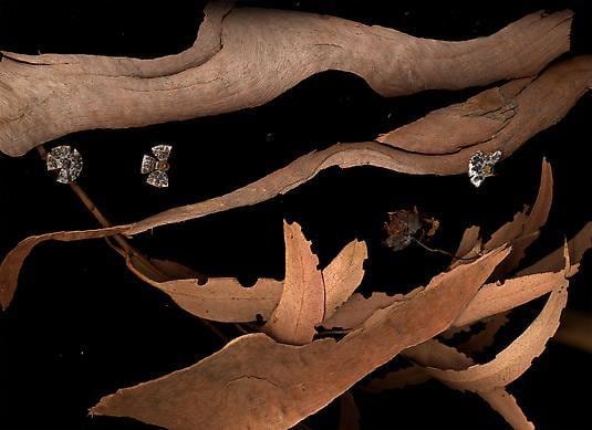 #33 Palm Flotsaneaeum, giclée print