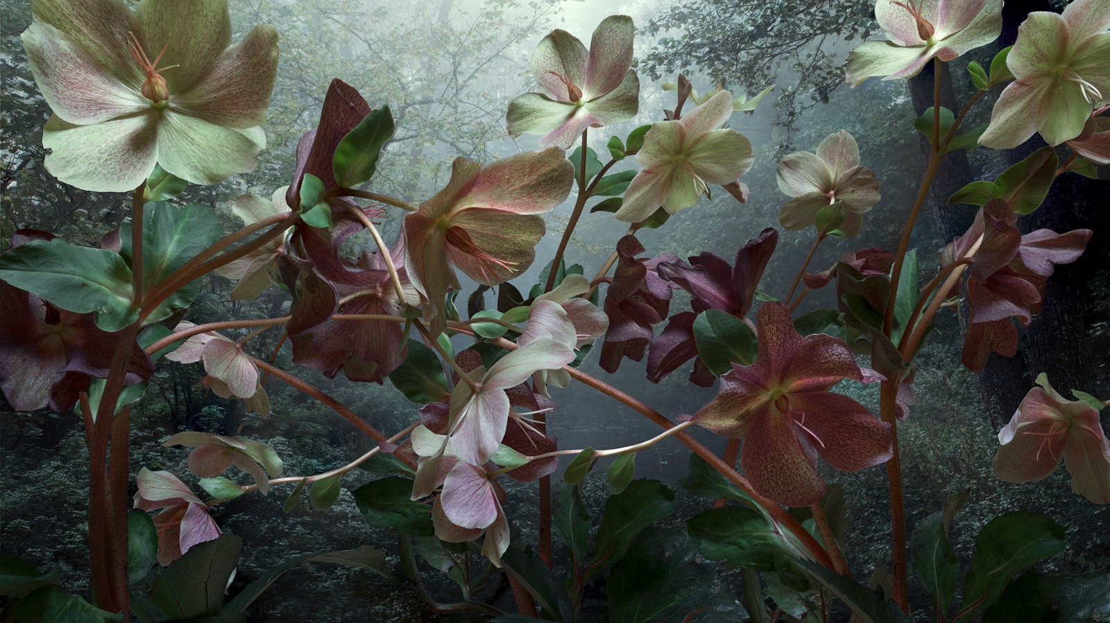 Helleborus Orientalis, 2023