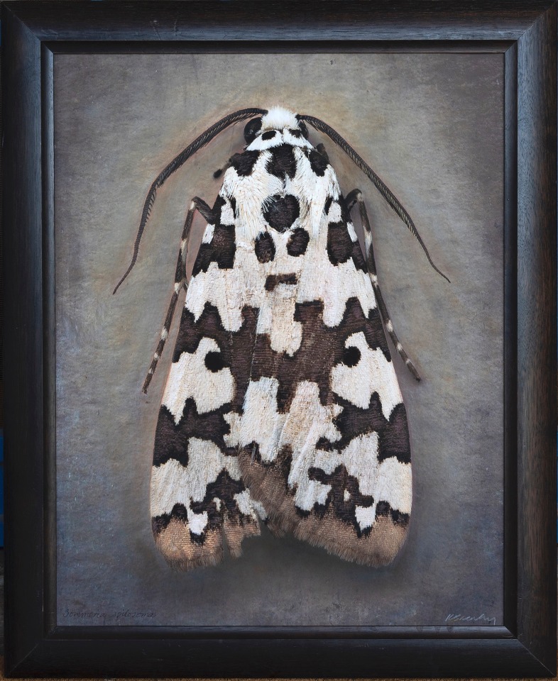 Hypercompe permaculata, 2025