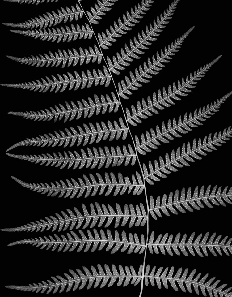 Amanda Means, Northern Lady Fern
