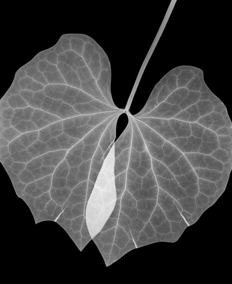 Twinleaf, 2013