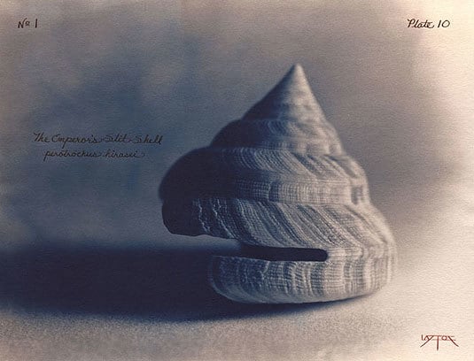 Emperor&#039;s Slit Shell, 2003