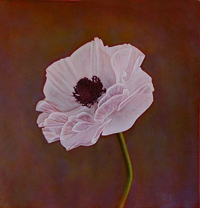 Ranunculus II (Persian Buttercup), hand-colored gelatin silver print, 32 x 32 inches