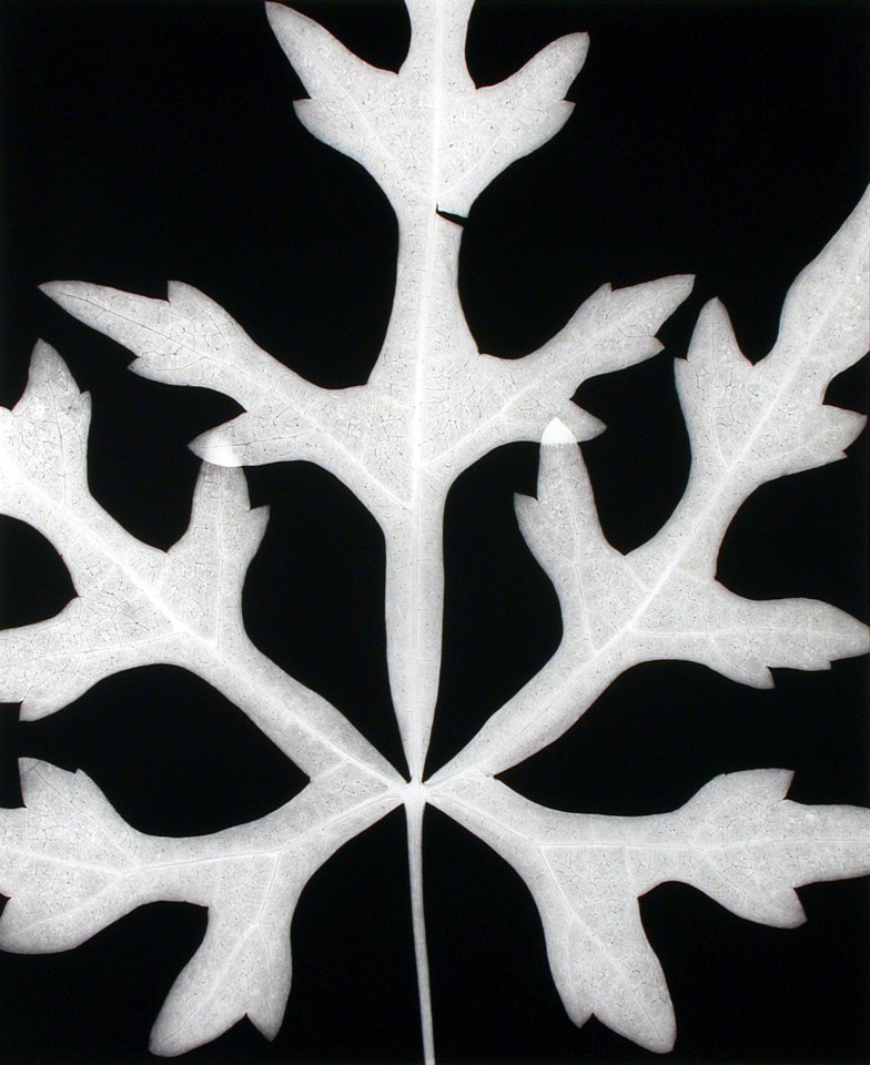 Rattlesnake Root, 1991