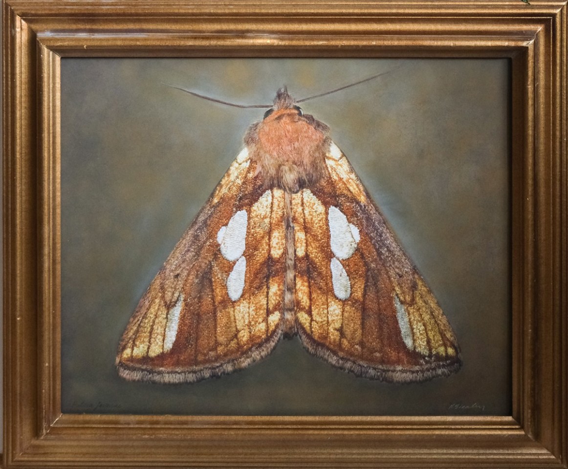 Plusia festucae, 2025