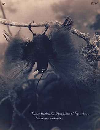 Prince Rudolph&#039;s Blue Bird of Paradise, 2004