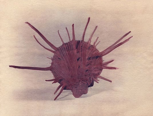 Regal Thorny Oyster, 2004