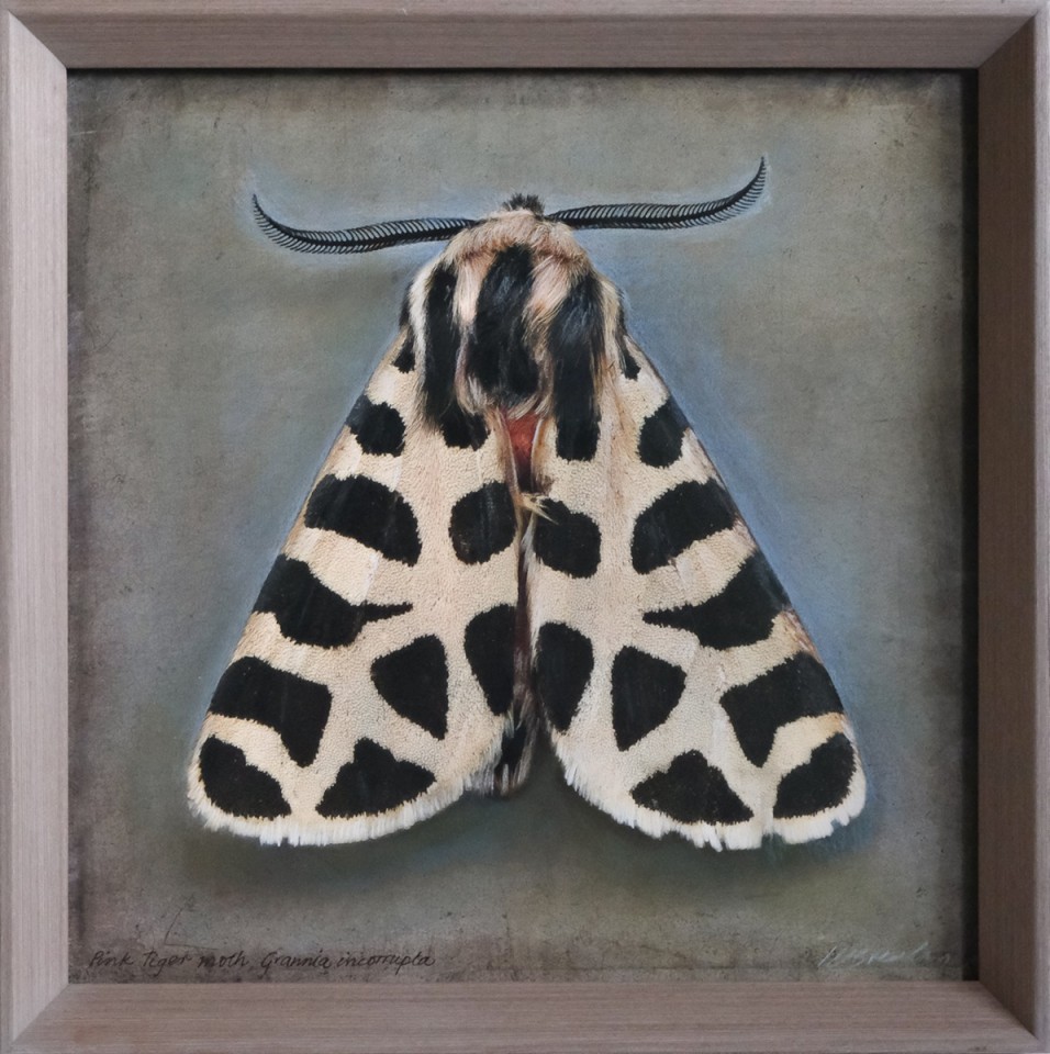 Grammia incorrupta, Pink Tiger Moth, 2025