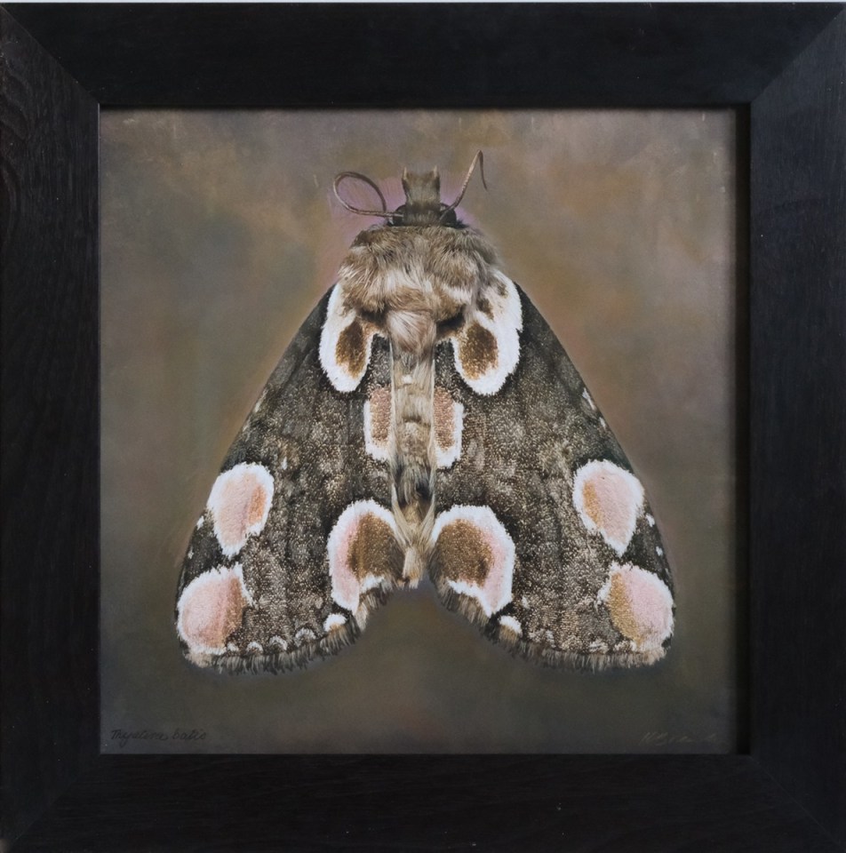 Thyatira batis, 2025