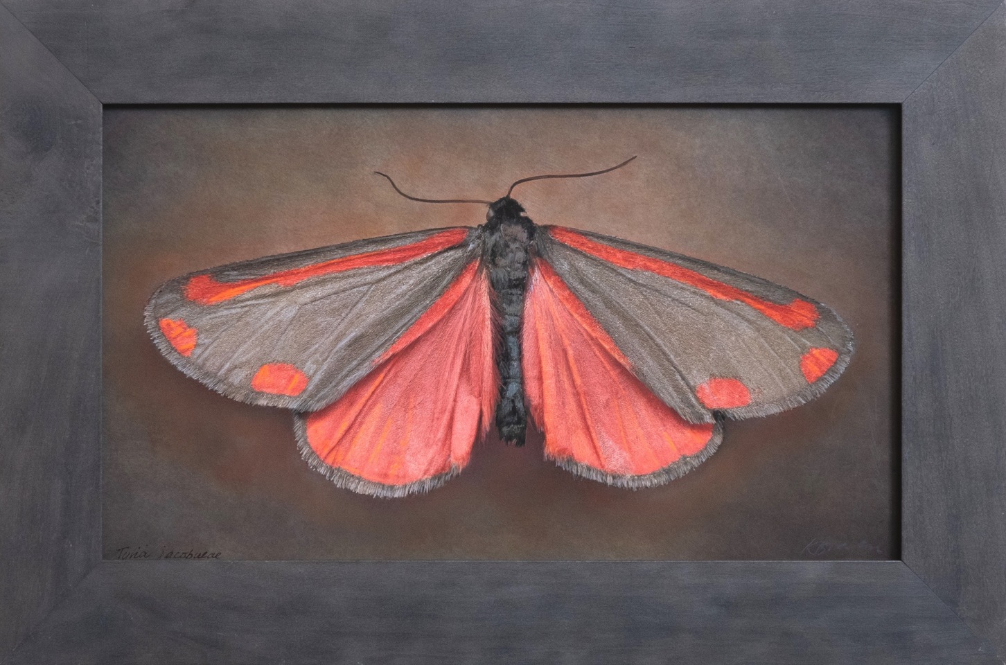 Tyria jacobaeae, 2025