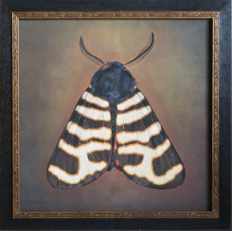 Arctic festiva III, 2025