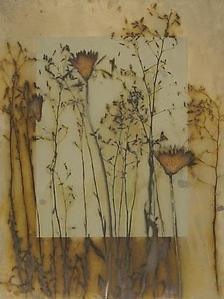 Earth Vegetation 08-24, 2008