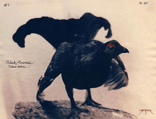 Black Grouse, 2003