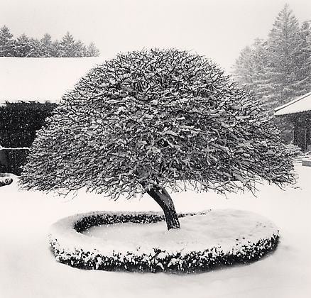 Snow Tree, Woljeongsa Temple, Gangwando, South Korea, 2005
