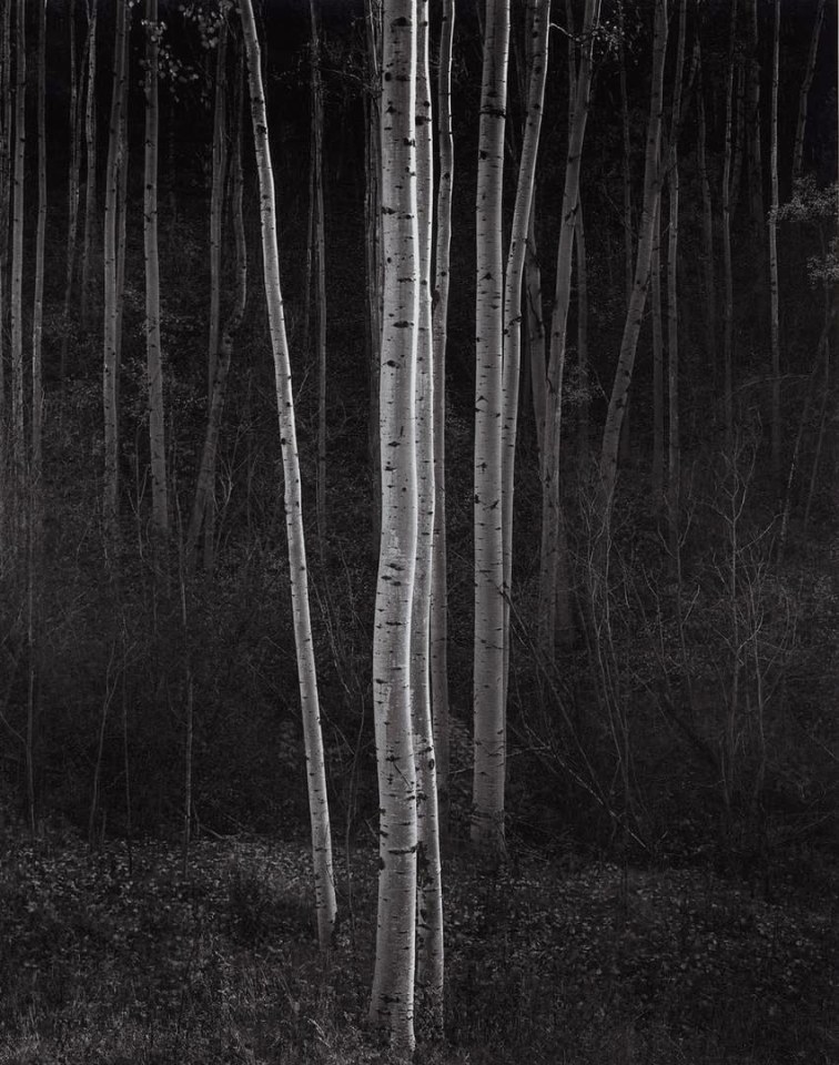 Ansel Adams Aspens, Northern New Mexico