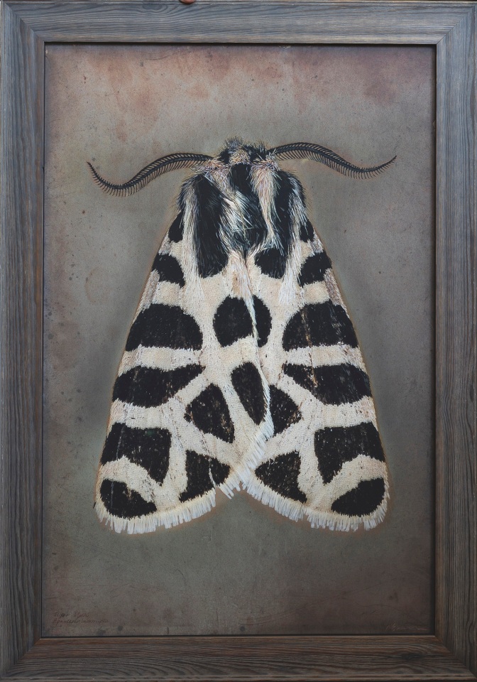 Apantesis incorrupta, Tiger Moth, n.d
