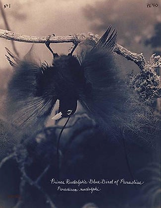 Laszlo Layton, Prince Rudolph&#039;s Blue Bird of Paradise, 2004, 