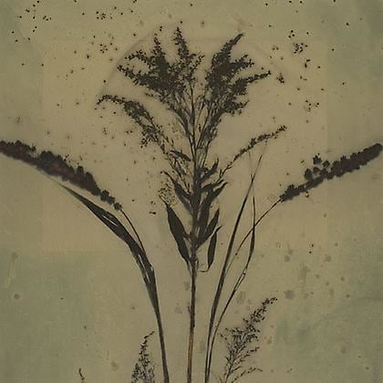 Botanical 08-01, 2008