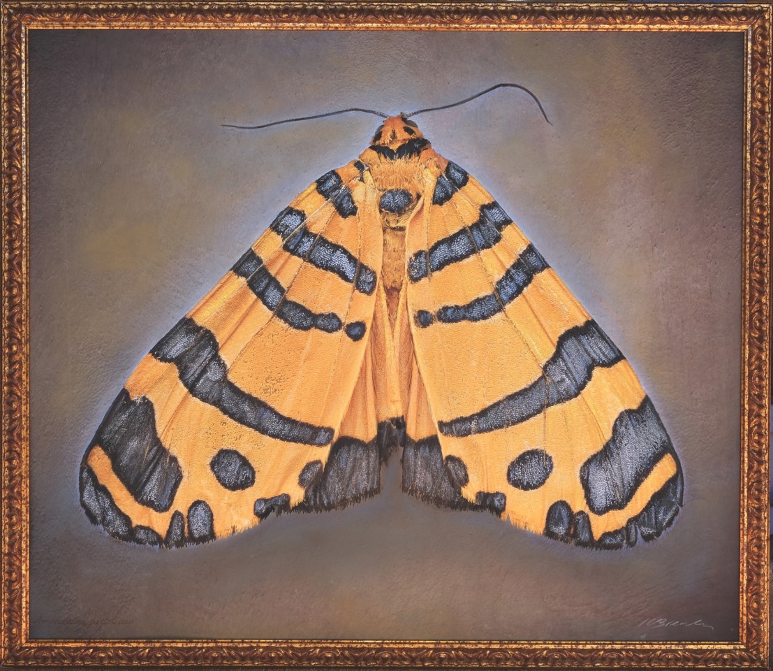 Amphicallia pactolicus, n.d.