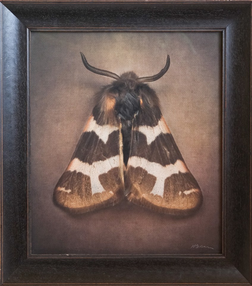 Watsonarctia deserta, 2025