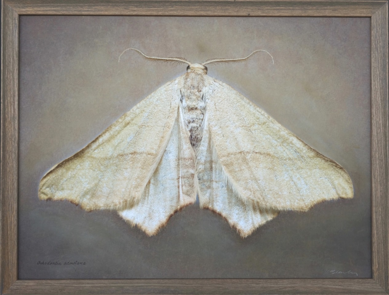 Ochodontia adustaria, 2025