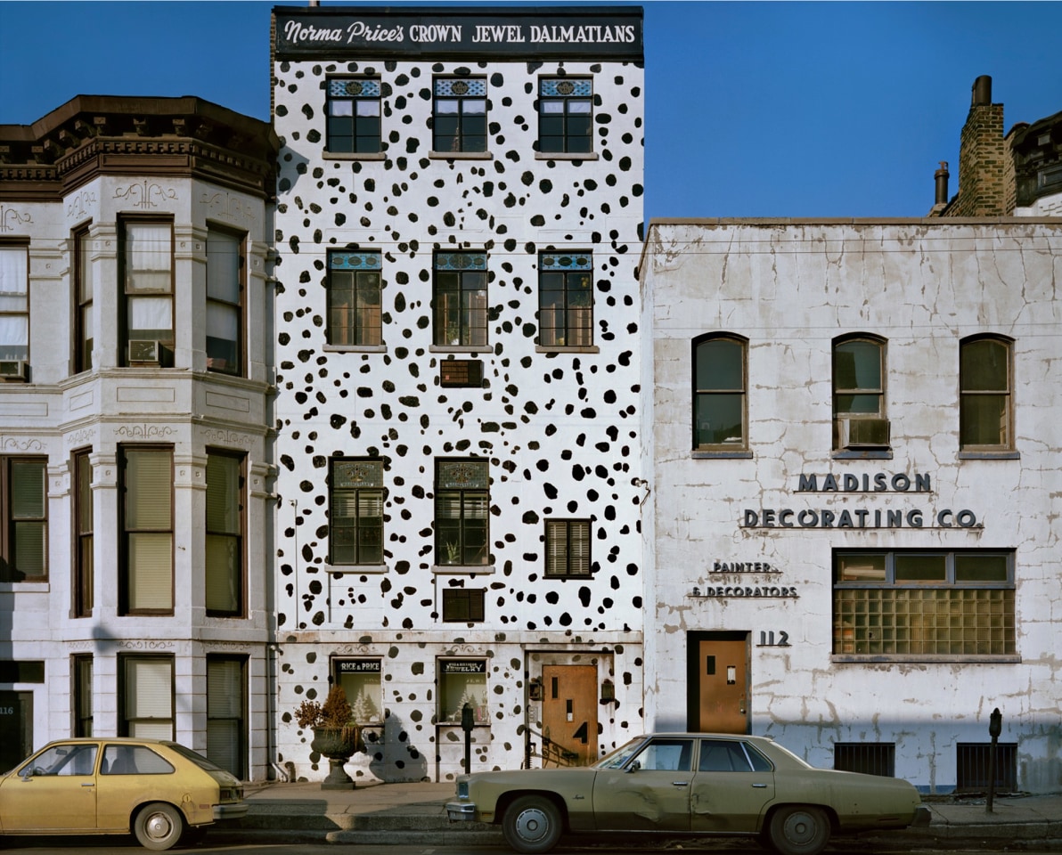 Dalmations, Chicago, 1976