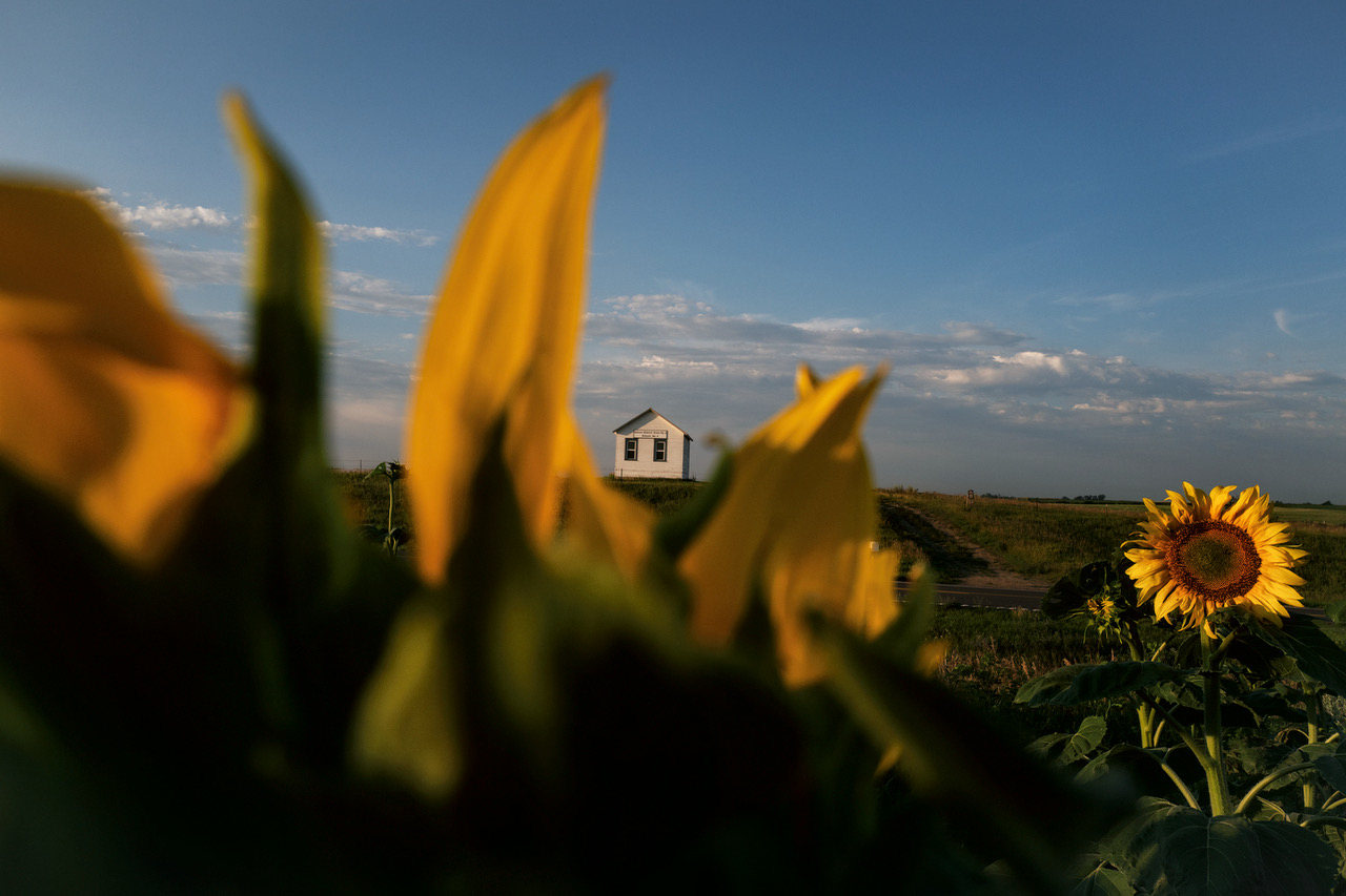 Rebecca Norris Webb, Sunflowers, near Lake Sakakawea, North Dakota