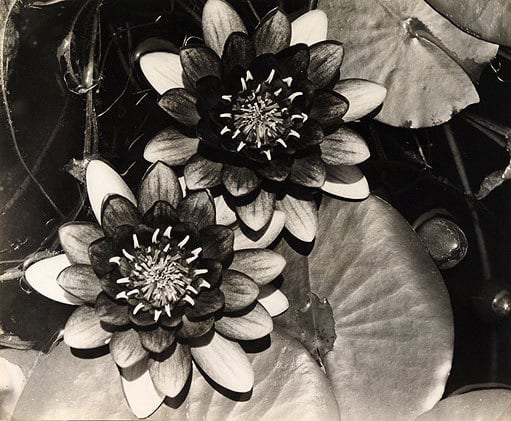 Untitled Still-life, c.1930s