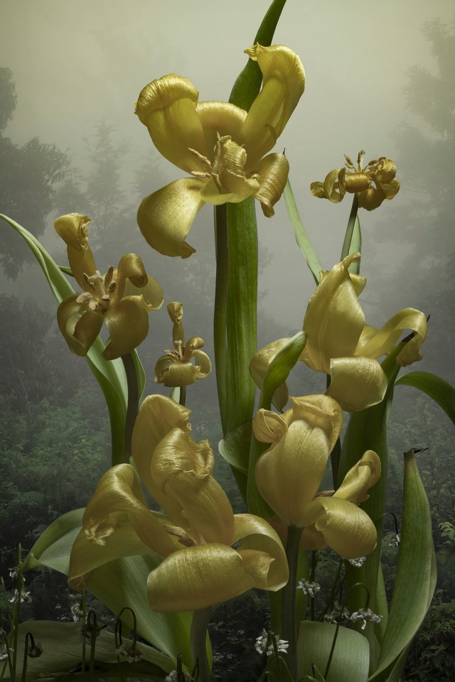Tulipa, 2023