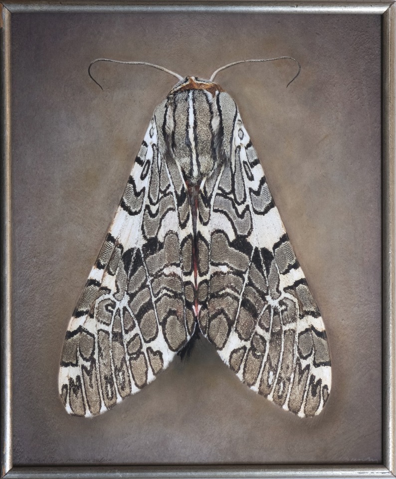 Arachnis aulaea, 2025