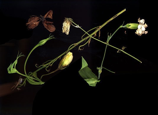 Untitled, giclée print