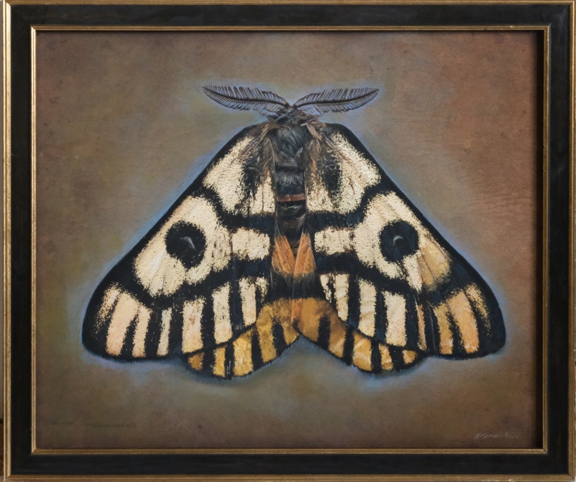 Hemileuca nuttalli, Sheep Moth, 2024