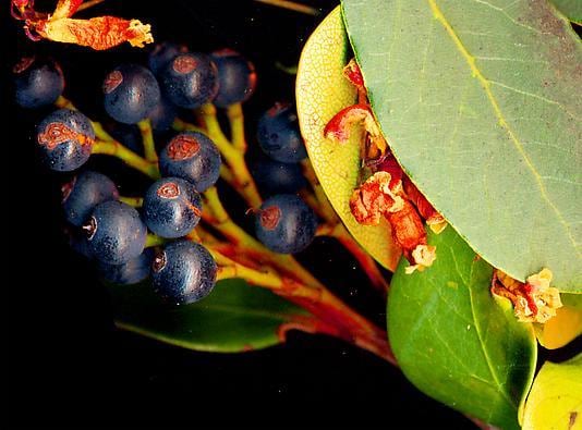 #19 Palm Flotsaneaeum, giclée print