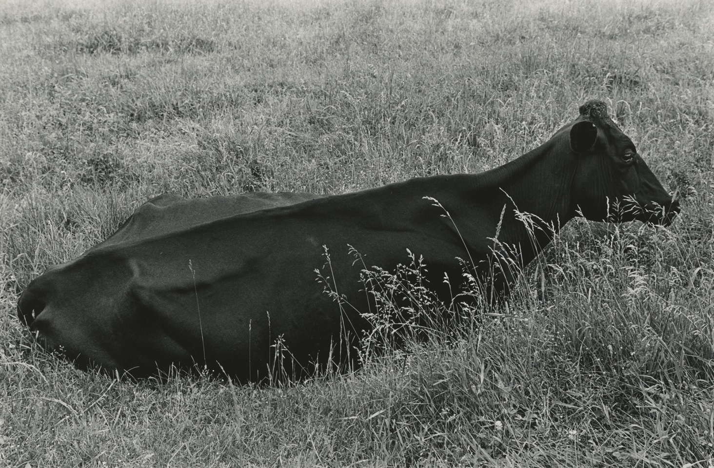 Charles Pratt, Roxbury