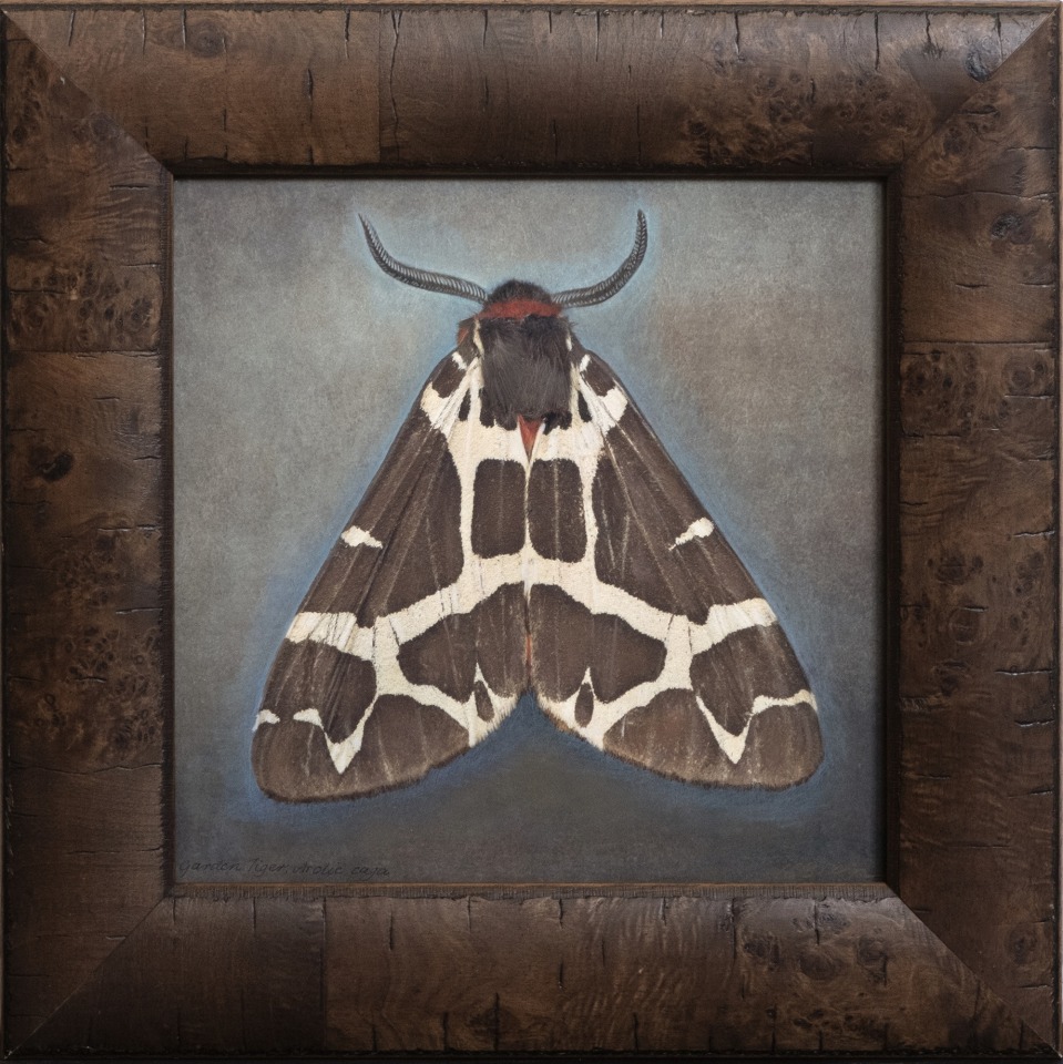 Artic caja, Garden Tiger Moth, 2025