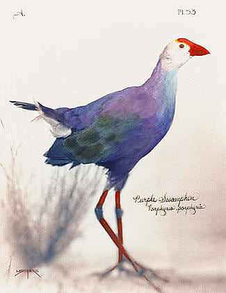 Laszlo Layton, Purple Swamphen, 2005, 