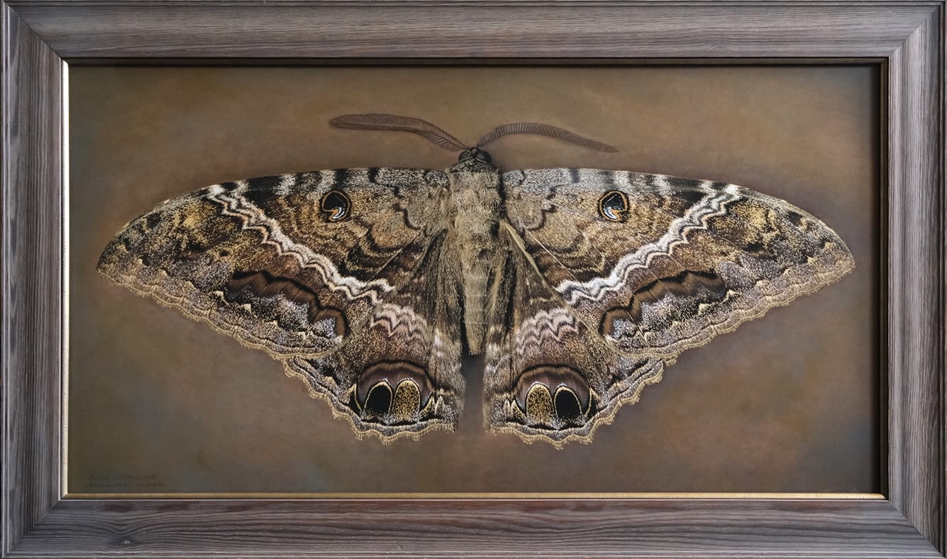 Ascalapha odorata, Black Witch Moth, 2025