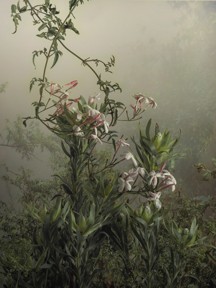 Jasminum Polyanthum, 2022