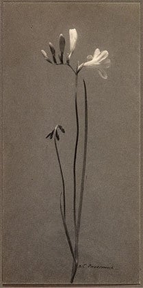 Freesia, ca. 1900