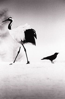 Camille Solyagua, Red Crowned Crane #6, Hokkaido, Japan, 2002, 