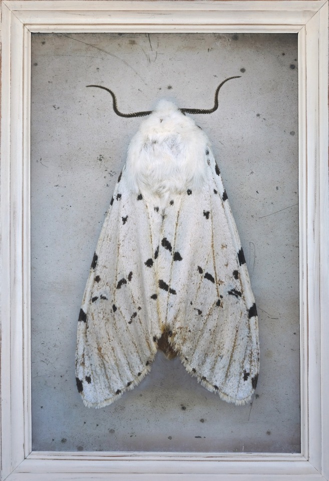 Estigmene acrea, Salt Marsh Tiger Moth, 2024