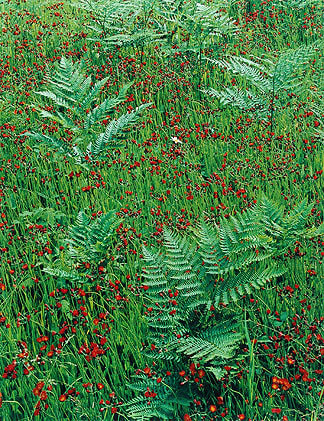 Bracken and Hawkweed, Michigan, 1973