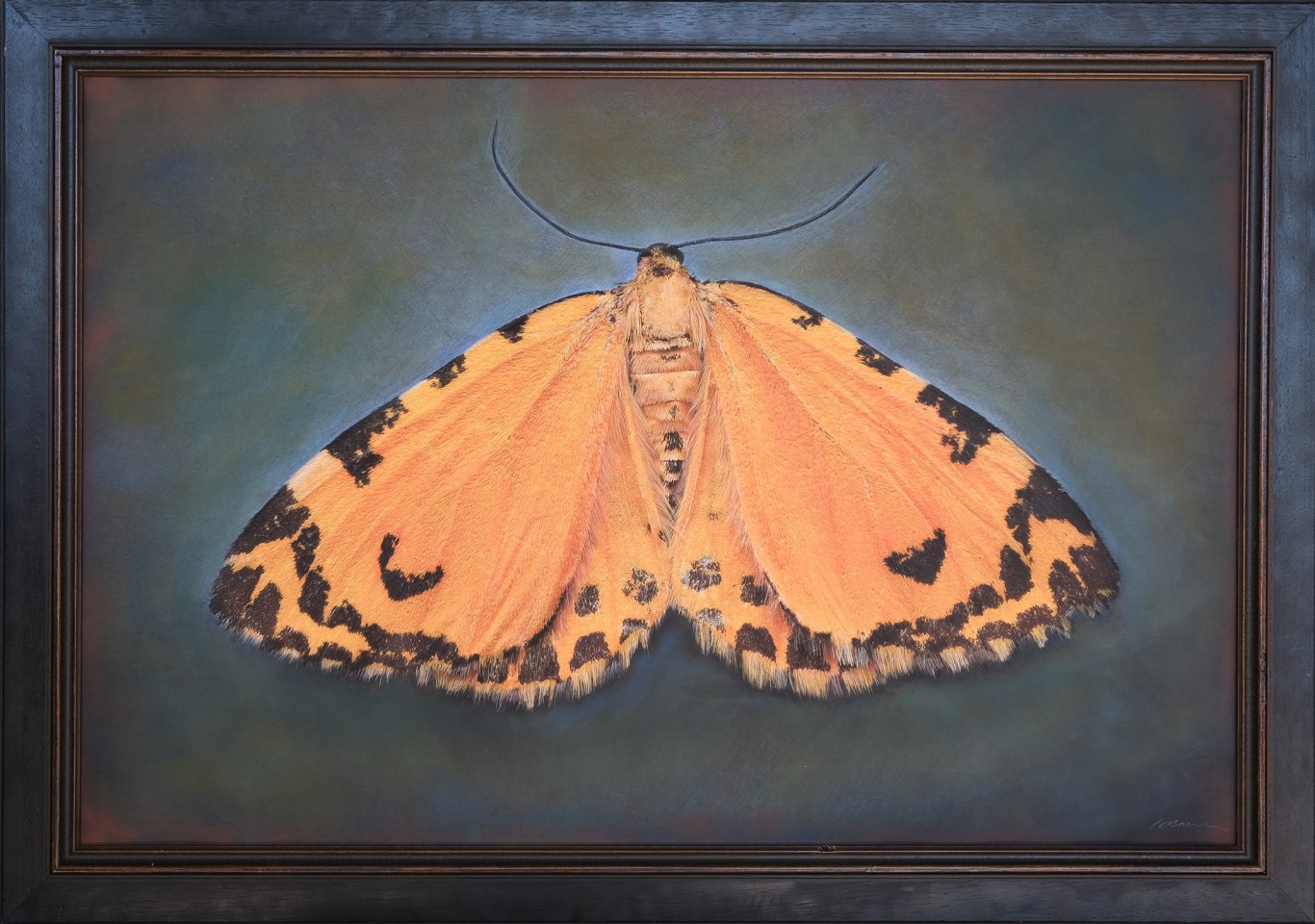 Stamnodes danilovi, 2024