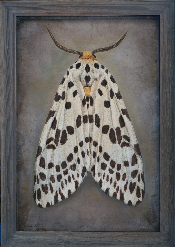 Arctiidae Spilosoma, n.d.