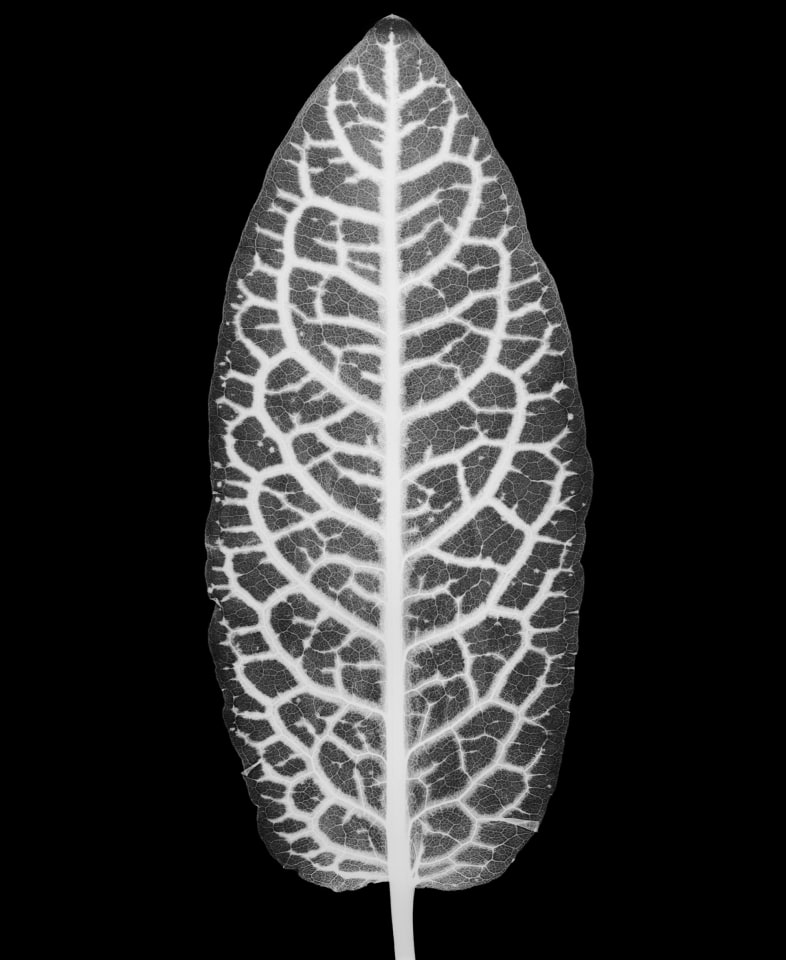 Sorrel &quot;Blood Veined&quot;, 2013