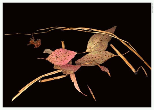 Untitled, giclée print