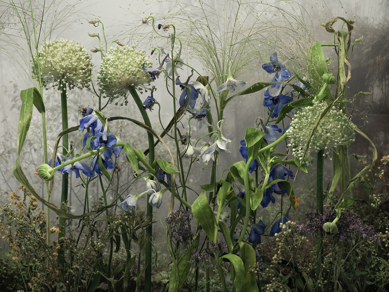 Allium Ampelofrasum, 2022